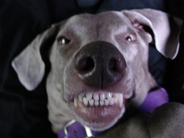 dog.jpg