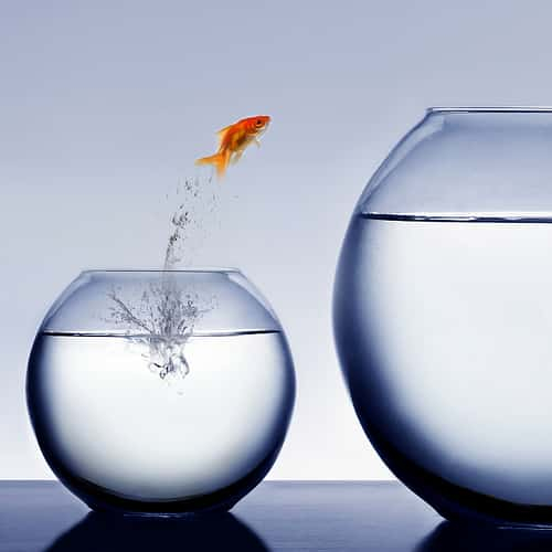 fish-jump.jpeg