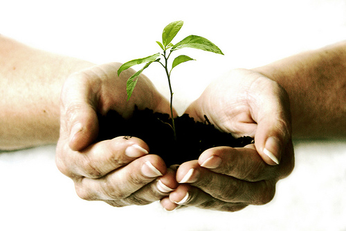 plant.jpg