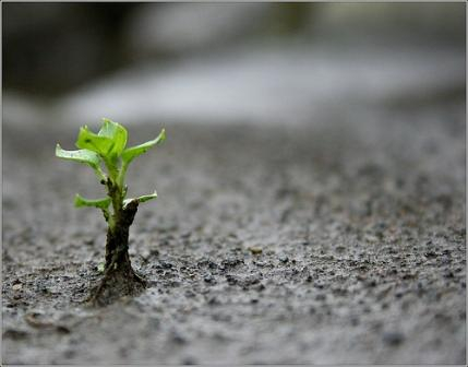 resilience-1.jpg
