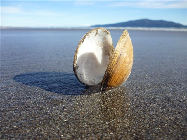 shell-1.jpg