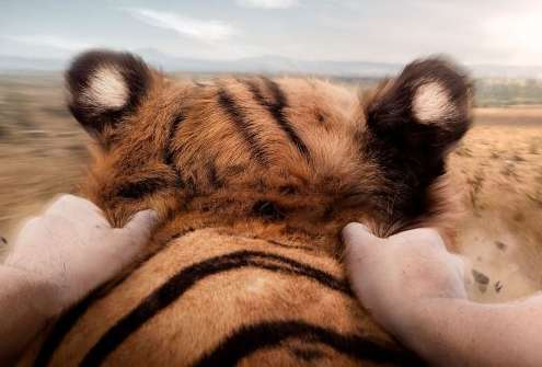 tiger.jpeg