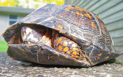 turtle.jpg
