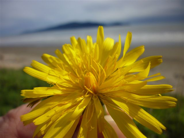 vulnerable-flower.jpg