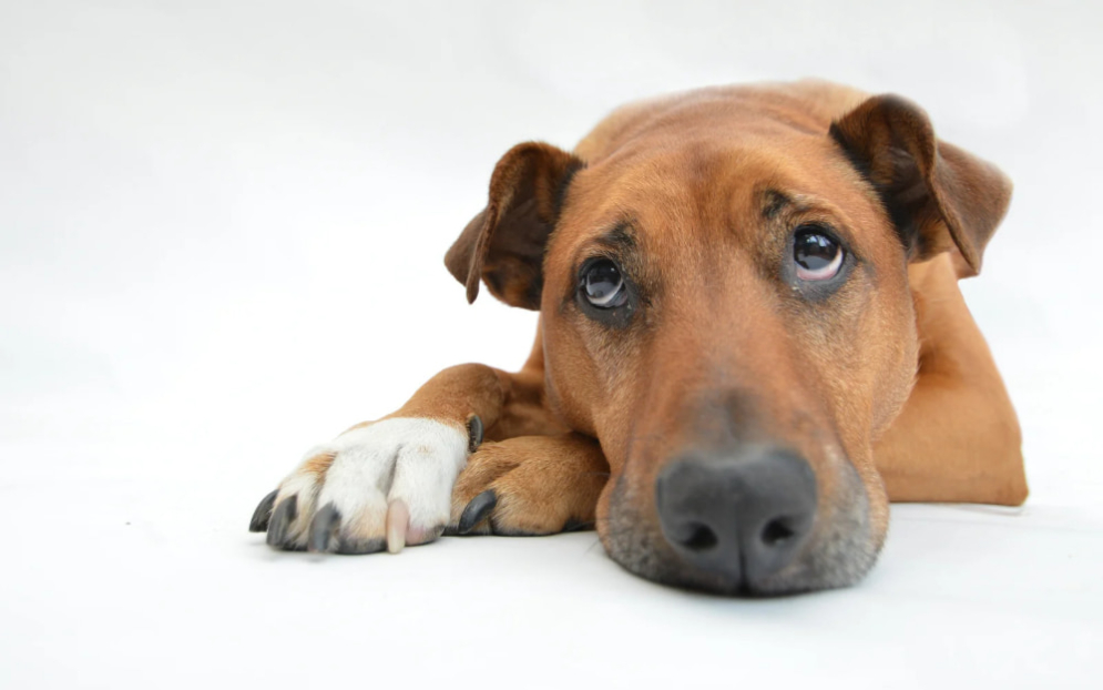 Resting dog