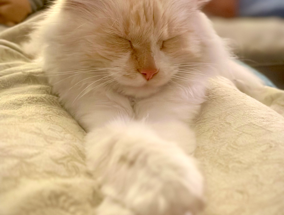 Cat laying down on couch with eyes shut