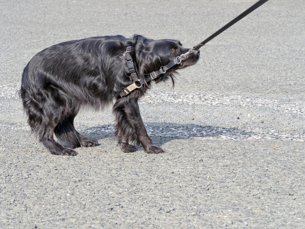 Black dog pulling on a lead that doesn't want to walk