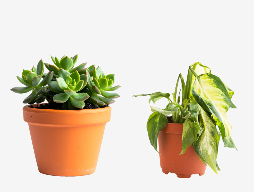 Thriving plant next to a wilted plant