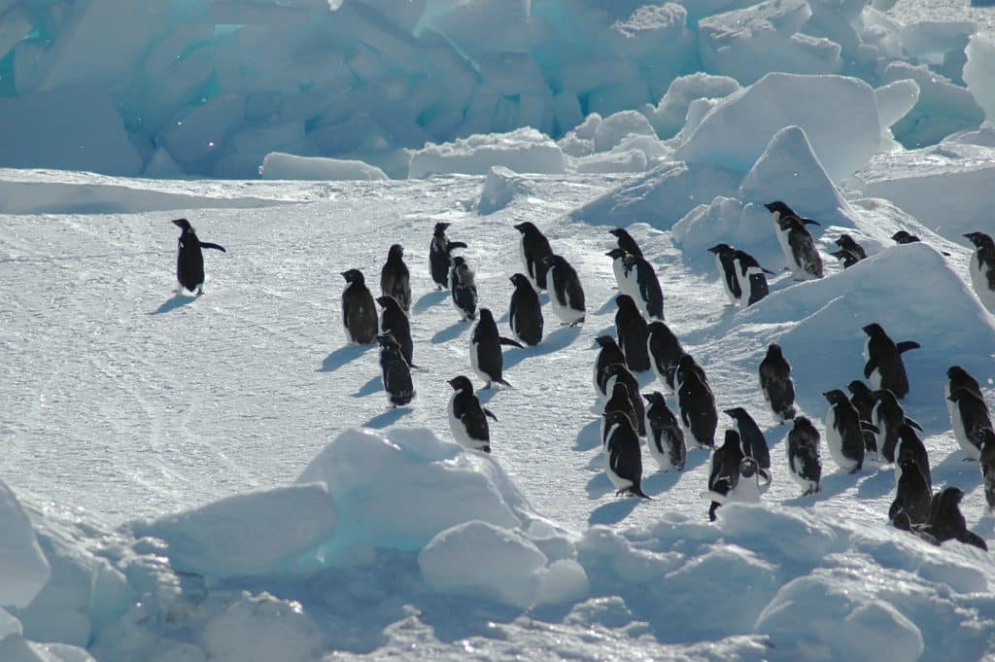 Penguin-Image.jpg