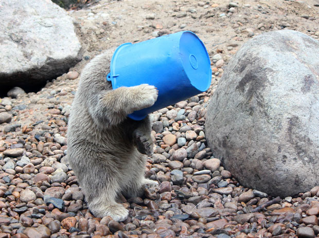 bucket-head_1878559i.jpg
