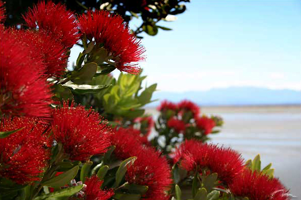 pohutukawa-new-zealand-christmas-tree.jpg
