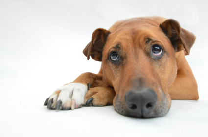 Resting dog