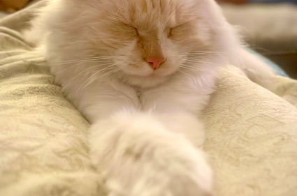 Cat laying down on couch with eyes shut