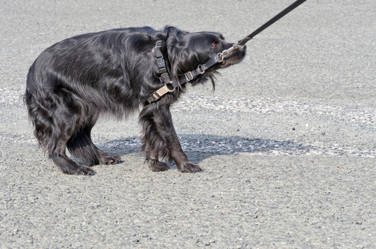 Black dog pulling on a lead that doesn't want to walk