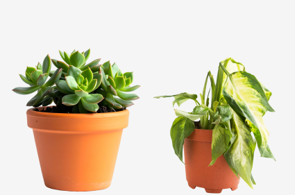 Thriving plant next to a wilted plant